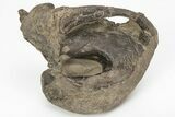 Fossil Mosasaur Quadrate (Jaw Bone) - Kansas #217299-1